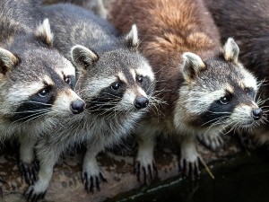 How do raccoons not get sick?