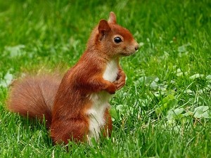 Can You Neuter A Squirrel? (A Guide+ FAQ’s)