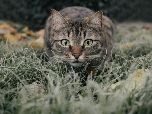 Do cats eat squirrels?