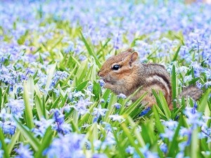 Why are squirrels so cute?