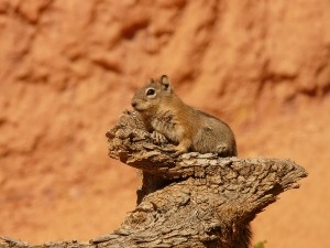 Do squirrels eat squirrels?