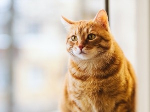 Why do cats eat squirrel heads?