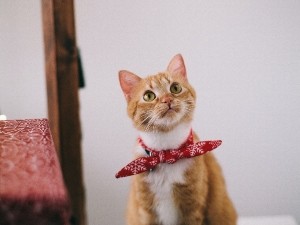 My Cat Ate A Squirrel (Benefits, Dangers + FAQ’s)