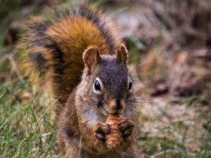 Do squirrels eat frogs?