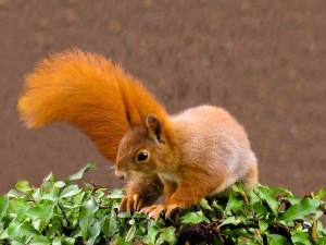 Do rabbits and squirrels get along?