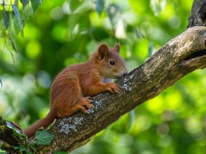 Can Squirrels Eat Rabbit Food? (Answered + FAQ’s)