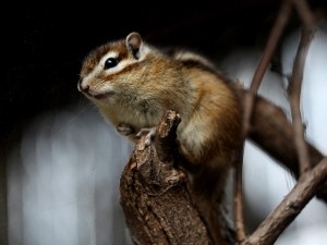 Are Squirrels Friendly? (Red, Grey, Flying + Urban Squirrels)