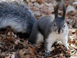 Do squirrels eat bird eggs?