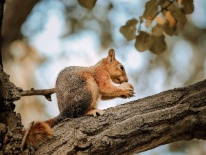 Do Squirrels Attack Rabbits? (A Quick Guide+ FAQ’s)