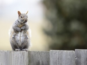 Do squirrels eat fish?