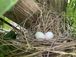 Can You Eat Pigeon Eggs? (A Guide +FAQ’s)