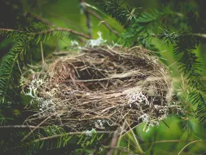 Do all birds make nests?
