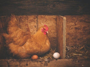 How to tell if a chicken has died in the egg, 8 ways to tell