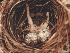How To Know If A Bird Egg Is Alive (8 Ways To Tell + FAQ’s)