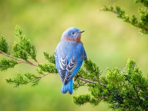 How Do Birds Show Affection To Humans? (A Guide+ FAQ’s)