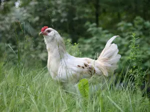 Where do chickens live in the wild? 4 places where wild chickens live