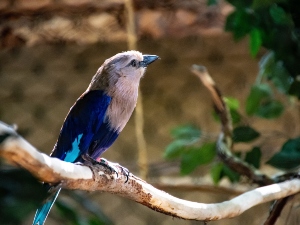 Do birds have emotions?