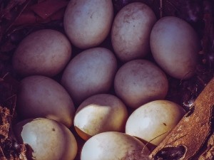 How Long Can Pigeon Eggs Survive Without Incubation? (A Guide + FAQ’s)
