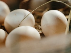 Pigeon Egg Not Hatching (Why, What To Do? + FAQ’s)