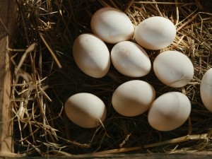 Pigeon Not Sitting On Egg (Why And What To Do? + FAQ’s)
