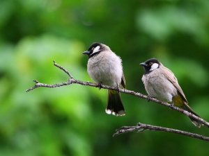 Can Birds Eat Cashews? (Benefits, Cashew Butter, Salted Cashews + FAQ’s)