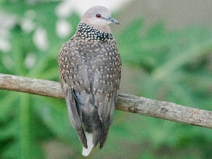 Why Do Pigeons Kill Their Babies? (The Crazy Truth + FAQ’s)