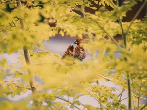 Can birds eat hazelnuts?