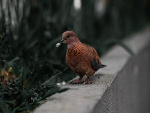 Do Pigeons Grieve? (A Guide + 4 FAQ’s)
