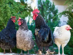 Frozen corn for chickens, beneficial or not?