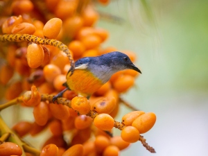 Why Do Mother Birds Eat Their Babies Poop? (1 Reason Why, What To Do + FAQ)