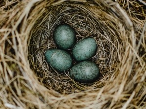 What Do Birds Do With Unhatched Eggs? (A Quick Guide + FAQ’s)