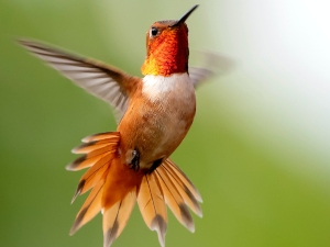 Can Birds Eat Almond Butter? (A Guide + FAQ’s)
