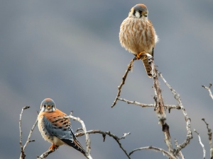 What do birds think of humans?