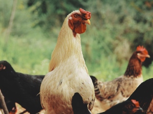How to fatten up chickens for winter