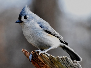 Do Birds Mourn The Loss Of A Baby? (A Guide +FAQ’s)