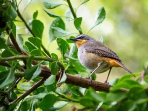 Can birds eat hemp seeds?