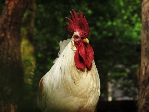 Symptoms Of Too Much Protein In Chickens (5 Symptoms + FAQ’s)