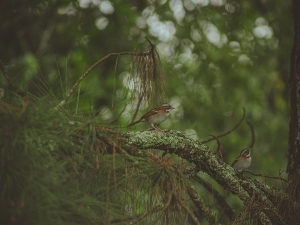 Can Birds Move Their Babies? (A Guide + FAQ’s)