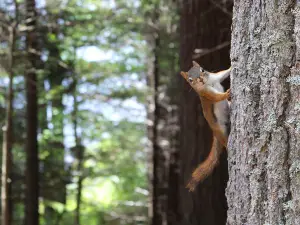 Why do squirrels chatter their teeth?