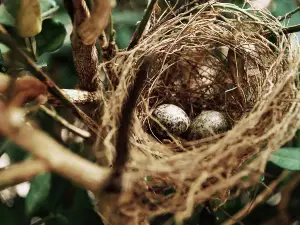How To Take Care Of A Pigeon Egg (A Guide + FAQ’s)