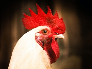Can chickens eat frozen peas?