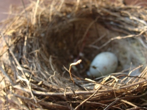 Can You Eat Dove Eggs? (A Guide + FAQ’s)