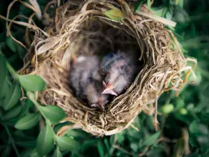Releasing Baby Birds Back Into The Wild (Good Or Bad + FAQ’s)