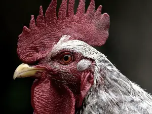 Do chickens eat maggots?