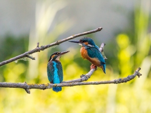 Do Birds Have Friends? (A Guide + FAQ’s)