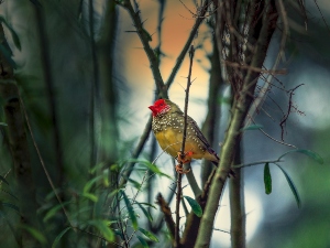 Do Birds Sleep In The Same Place Every Night? (A Guide+5 FAQ’s)