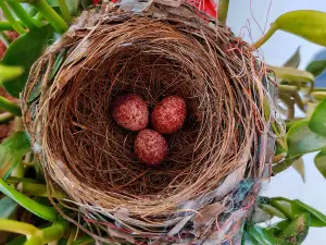 Can Birds Move Their Eggs To Another Nest? (A Guide + FAQ’s)