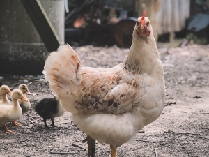 Cracked Corn Vs Whole Corn For Chickens, (Which Is Best? + FAQ’s)