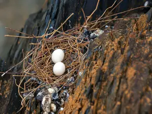 Can Pigeon Eggs Hatch Without A Mother On Them? (A Guide + FAQ’s)