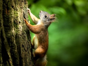 How to entertain squirrels?